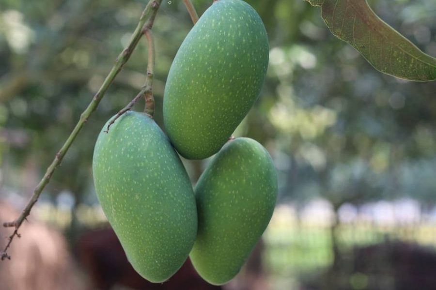 নাক ফজলি